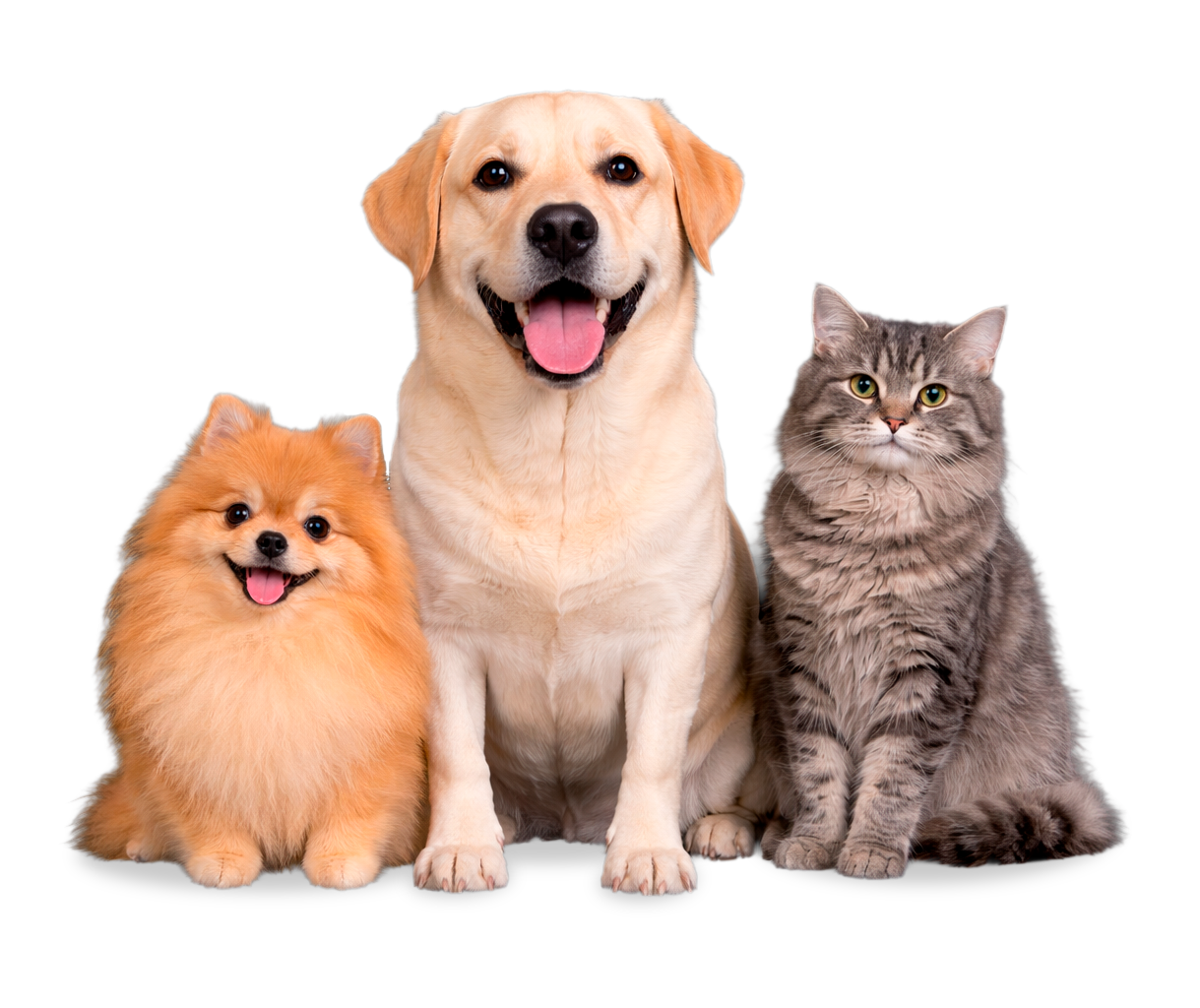 Cães e gatos pacientes