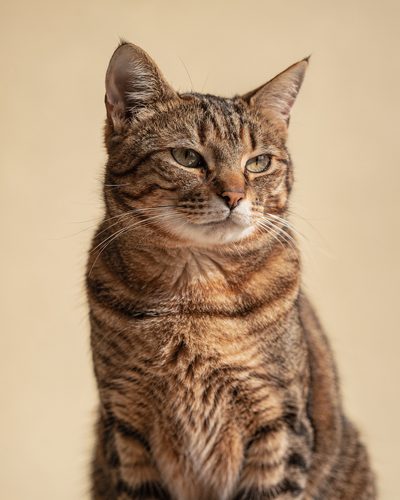 Gato rajado