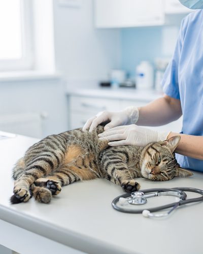 Gato deitado na mesa de exame recebendo palpação abdominal